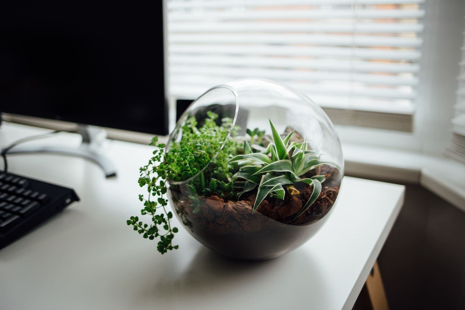 A thriving green plant symbolizing sustainability in an OptiSpace designed workspace